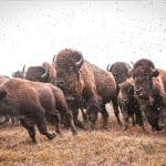 ancient hunters bison