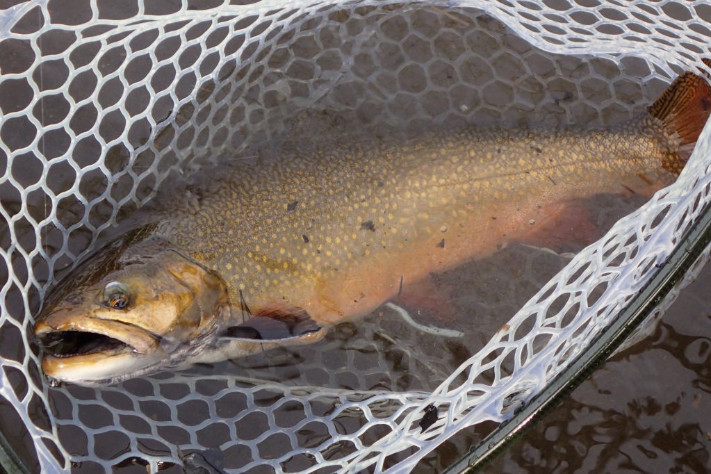Pond in the River brook trout