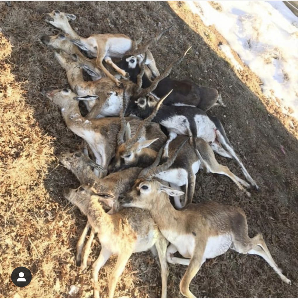 Blackbuck from a Texas ranch that didn't survive the winter storm. Photo courtesy of Instagram, @judah_payereyes