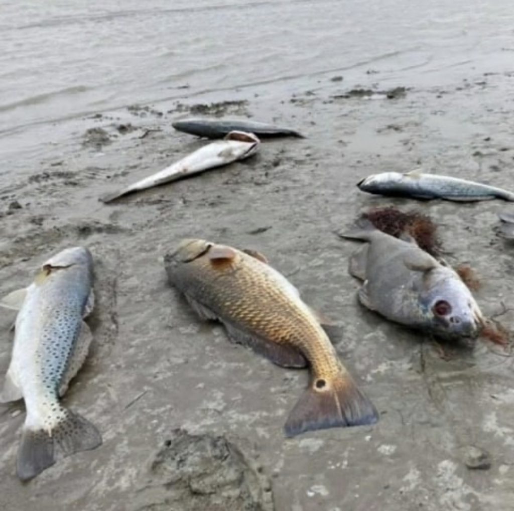 Speckled trout, redfish and sheephead dead on the Texas coast from Winter Storm Uri. Photo courtesy Instagram, @grant_eastman