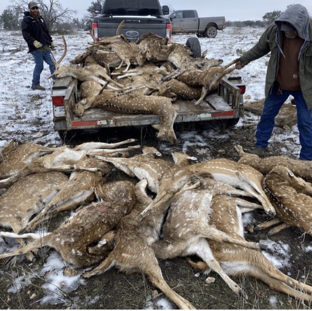 Ranchers collecting axis deer that froze to death in Winter Storm Uri. Photo courtesy of Tim Kennedy Instagram