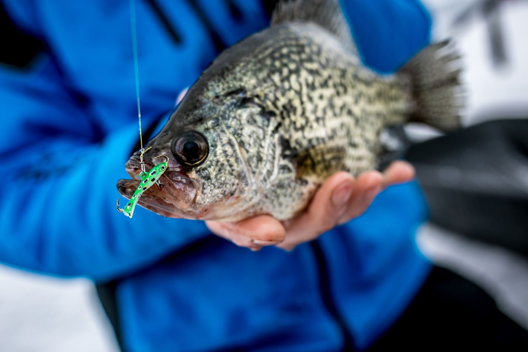 crappie on a jig