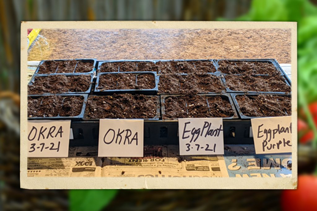 starting seeds indoors. okra and eggplant varieties started as seeds