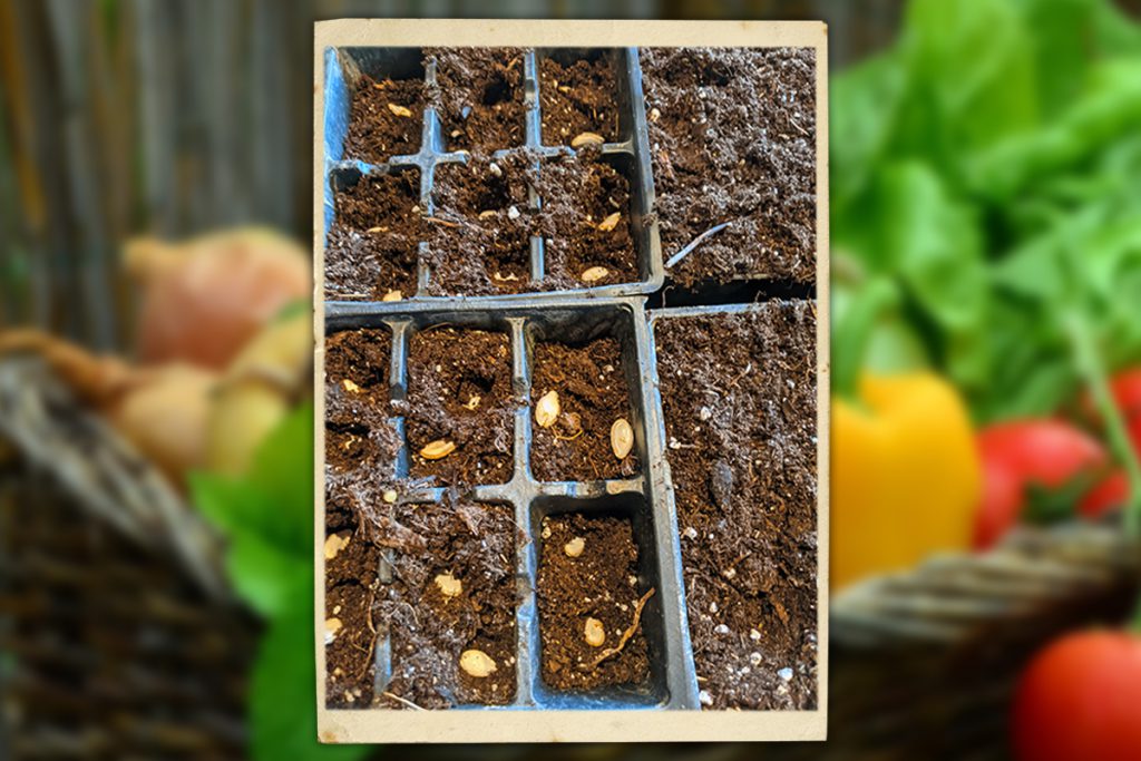pumpkin seeds started in soil for vegetable garden