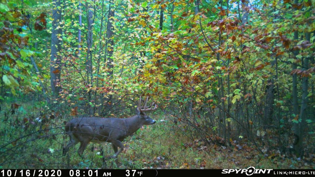 ghost in full color; FRA giveaway whitetail hunt