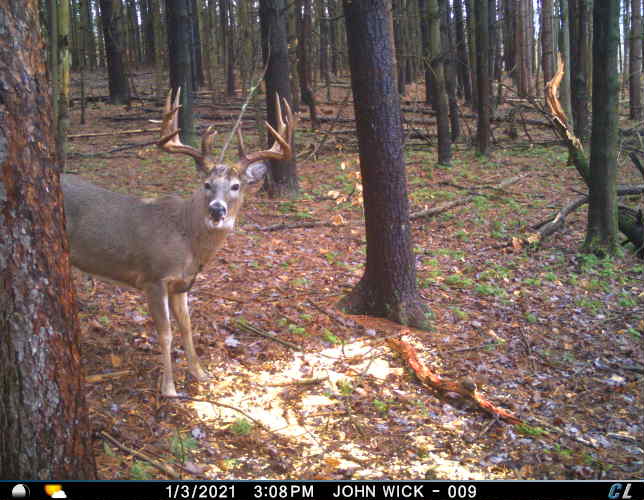 big whitetail cj over corn; FRA giveaway whitetail hunt