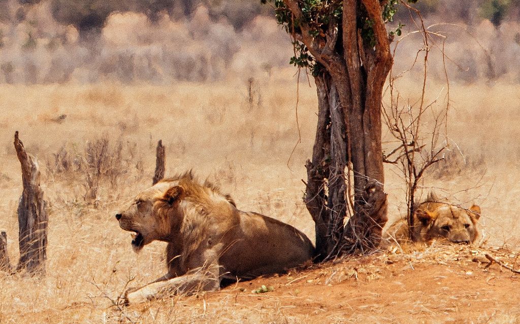 lions of tsavo
