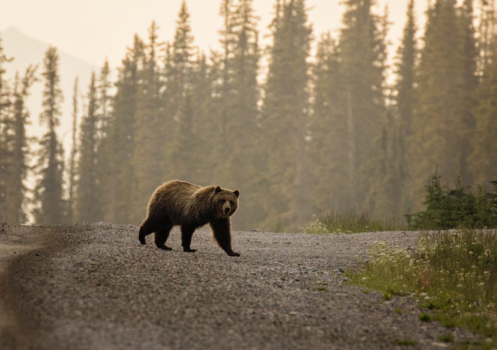 Yellowstone Grizzly Bear crossing the road