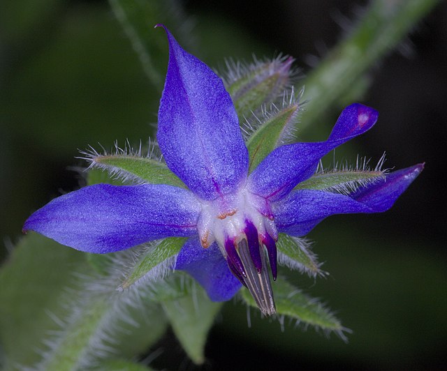 an edible wild flower that can also be planted in gardens