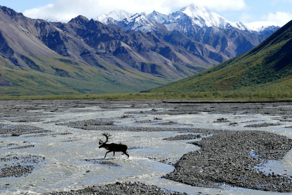 caribou in alaska walking a drainage in the mountains