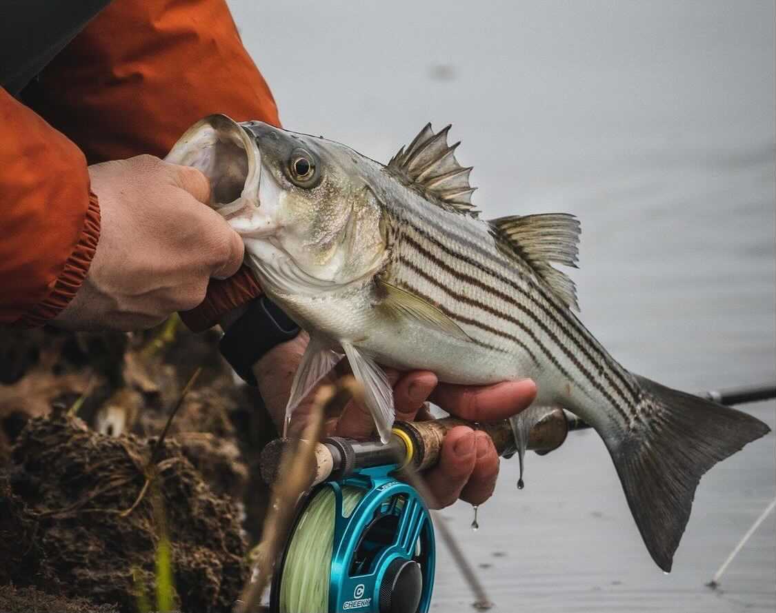 striped bass schoolie caught on cape cod