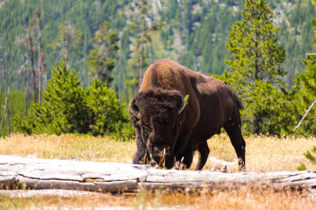 Bison buffalo american in the timber spruce sub alpine