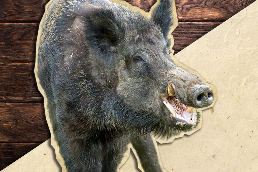 hogs are bulldozers and should be killed on site. hunting
