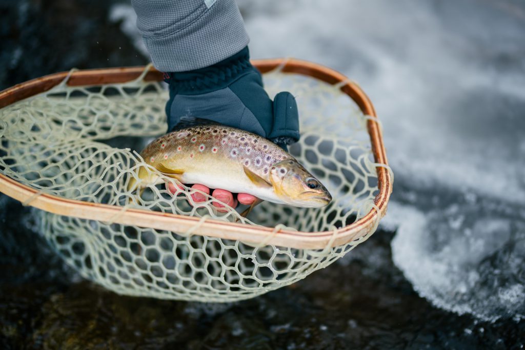 brown trout