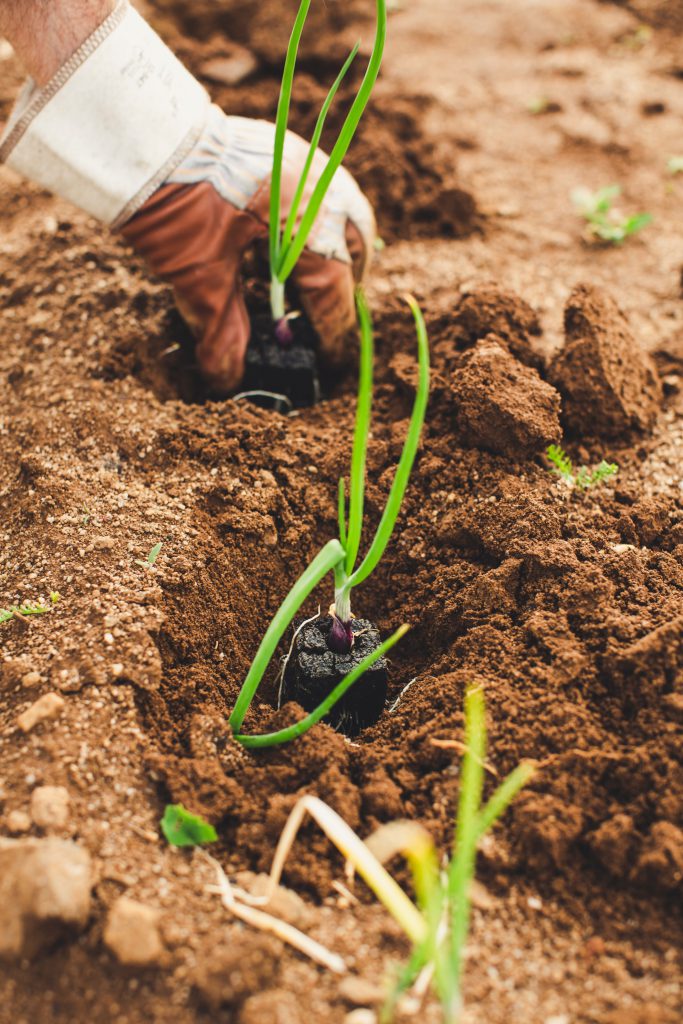 onions planting gardening soil seedlings