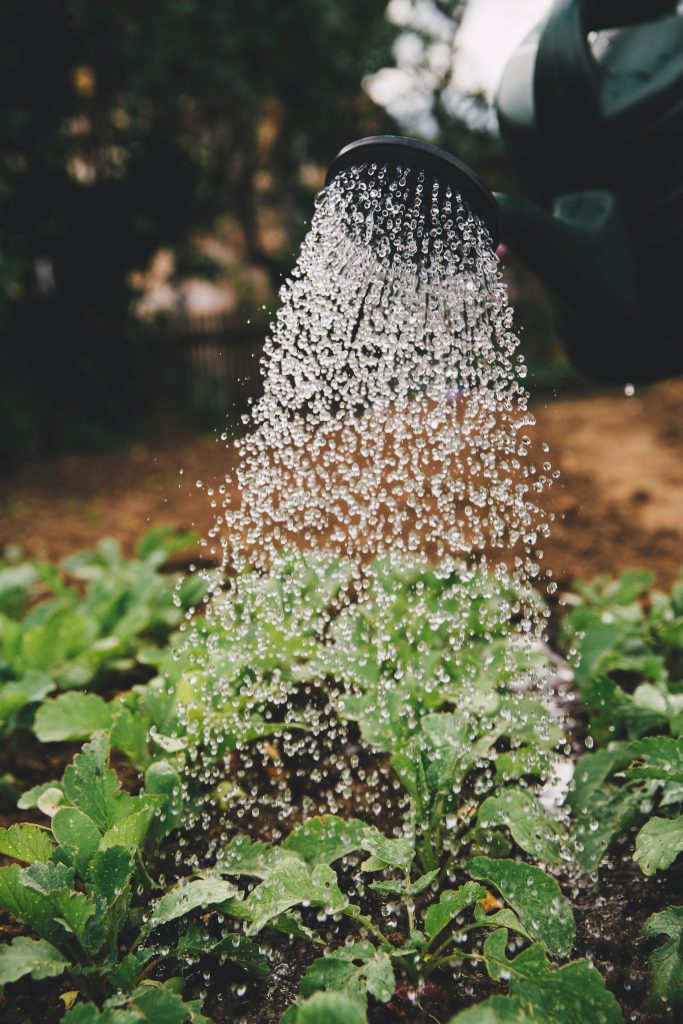 garden can watering plants check your checklist