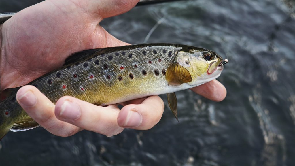 brown trout