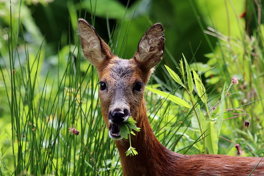 deer eating can ruin a garden