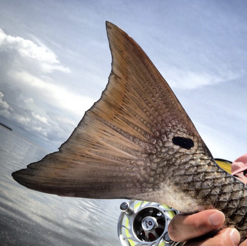 Coastal Conservation Association redfish tail