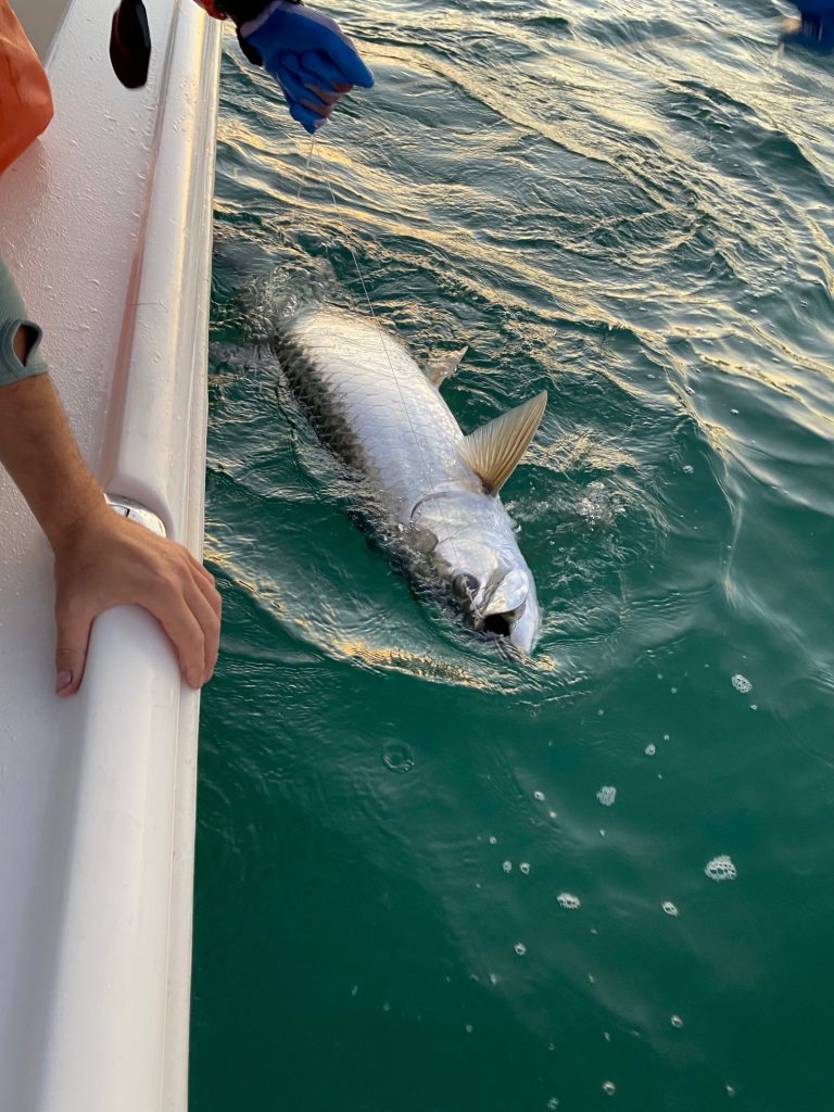 tarpon fishing in florida