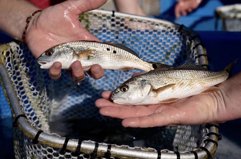 juvenile florida redfish stocking are part of conservation