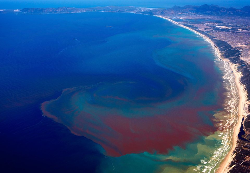 red tide on Florida coast