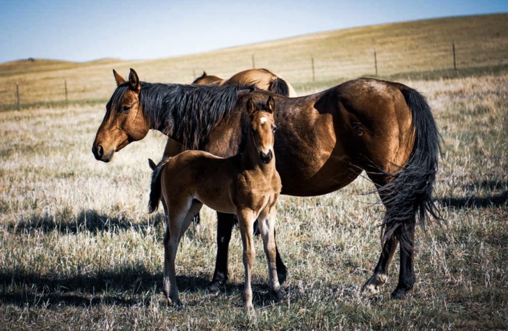 beautiful Sperry family horses