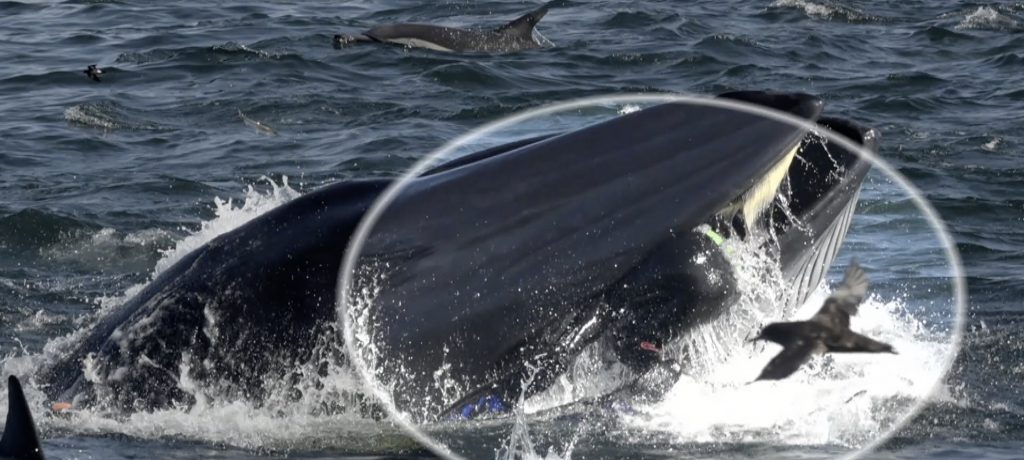 whale grabbing diver on accident