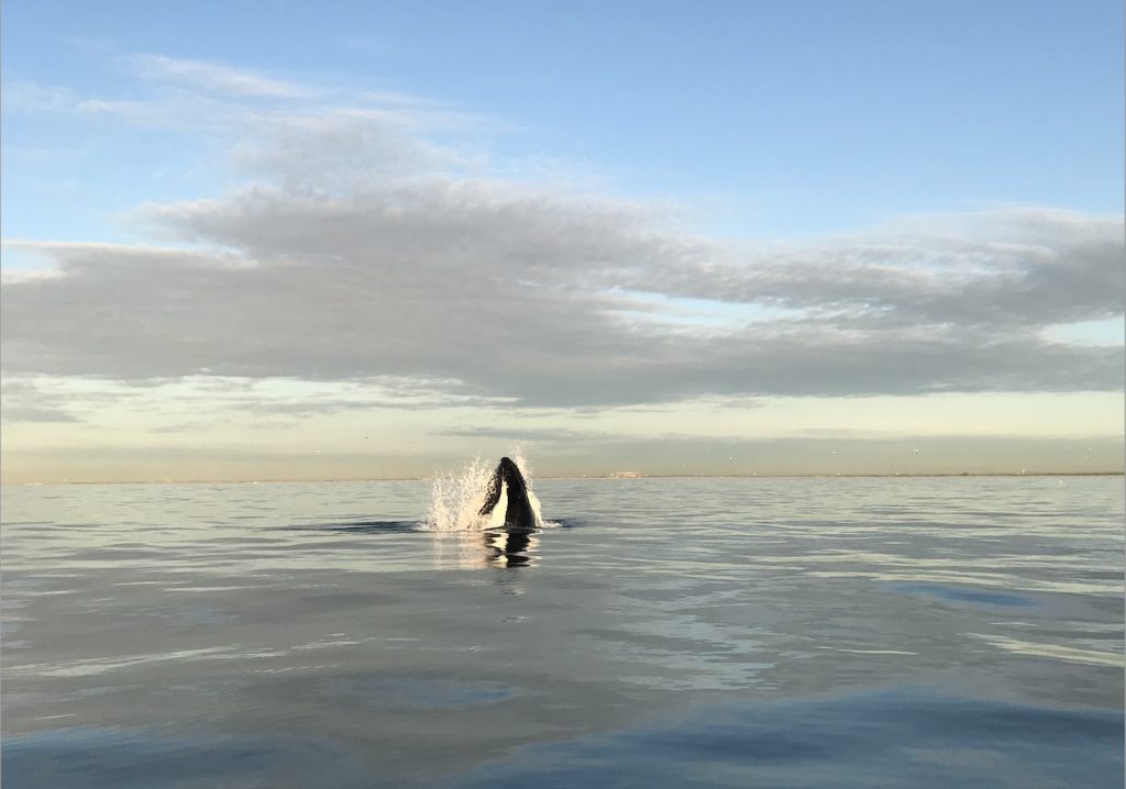 breaching whale