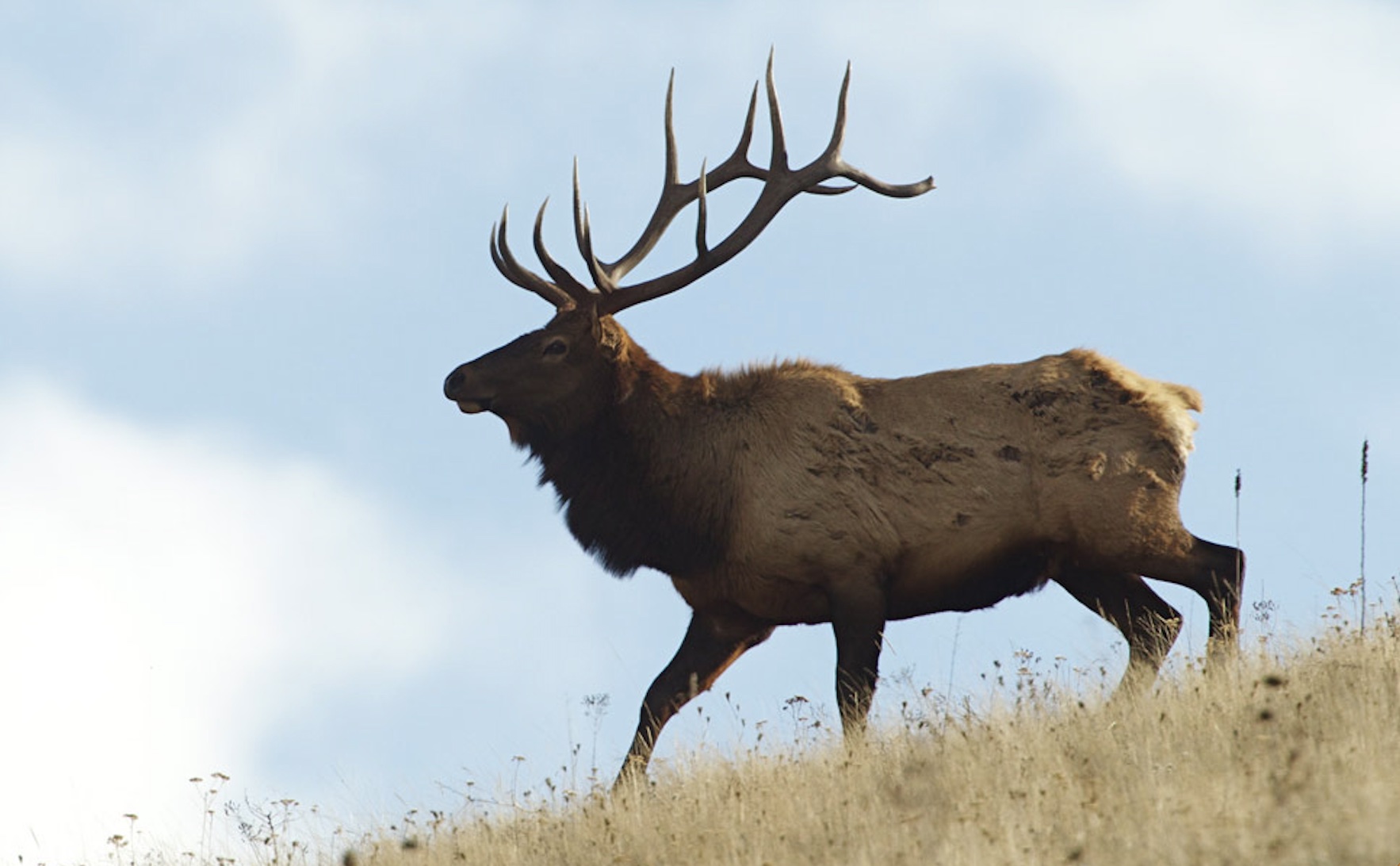 Montana elk hunting
