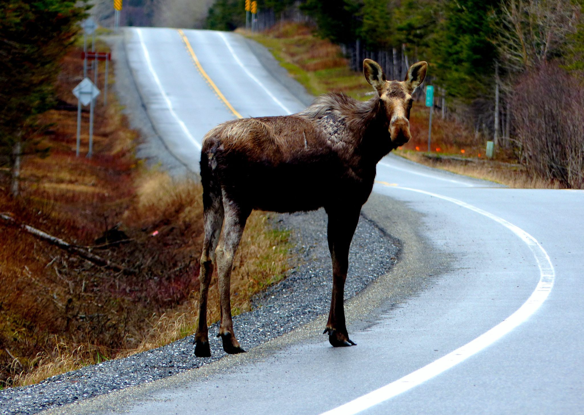 Alaska roadkill moose