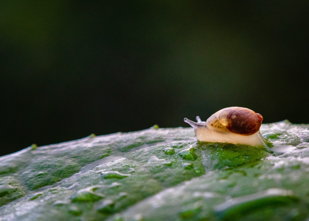 slug garden pest beer traps them