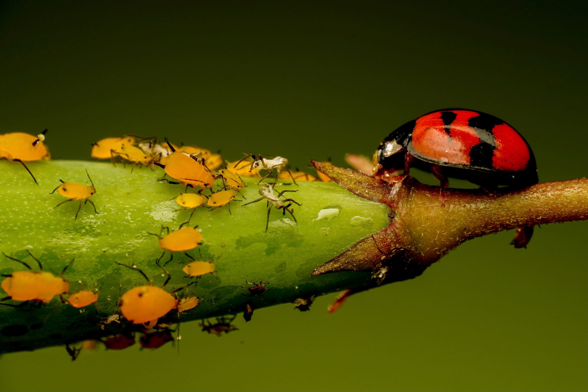 ladybugs eat aphids