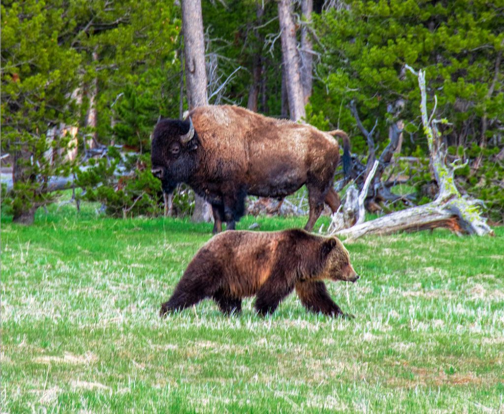 grizzly and bison in Yellowstone