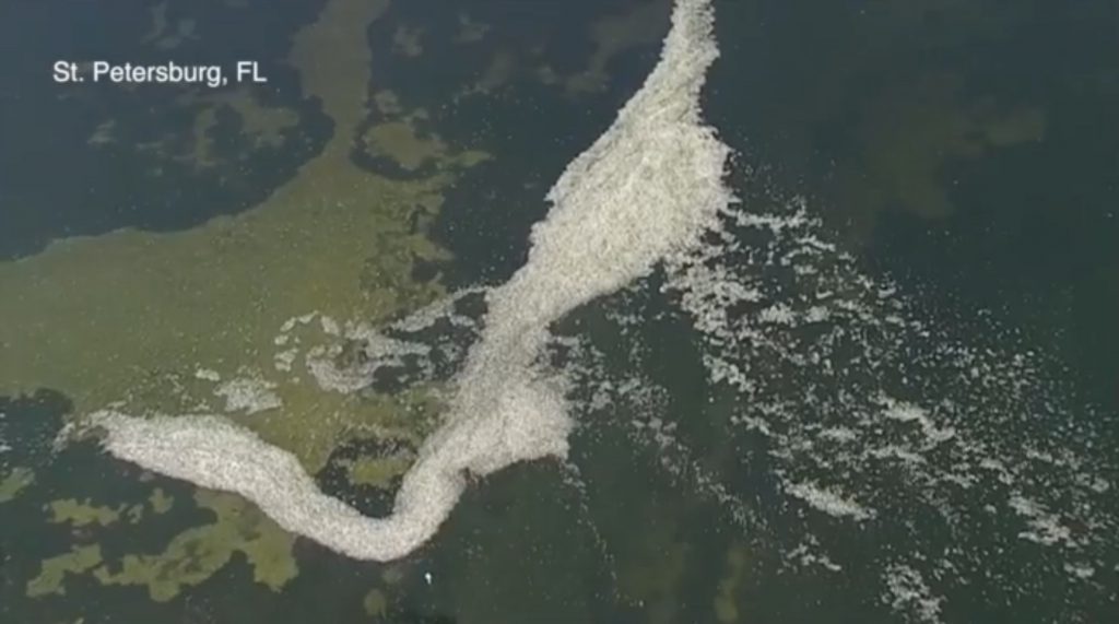 aerial view of the fish kill in Tampa Bay