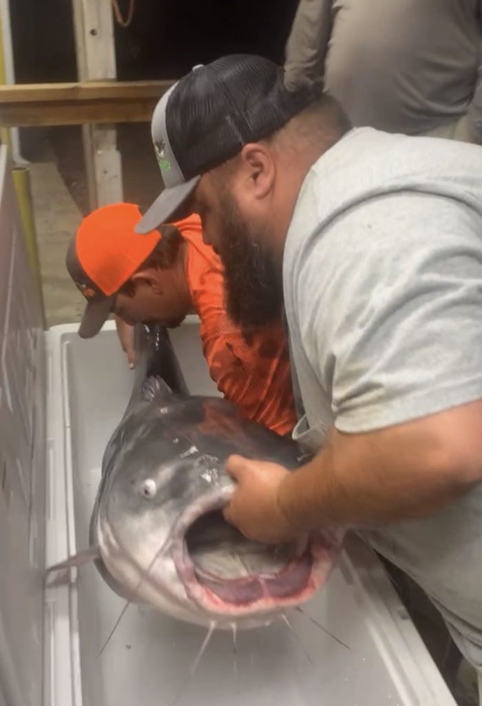 record catfish at the weigh-in