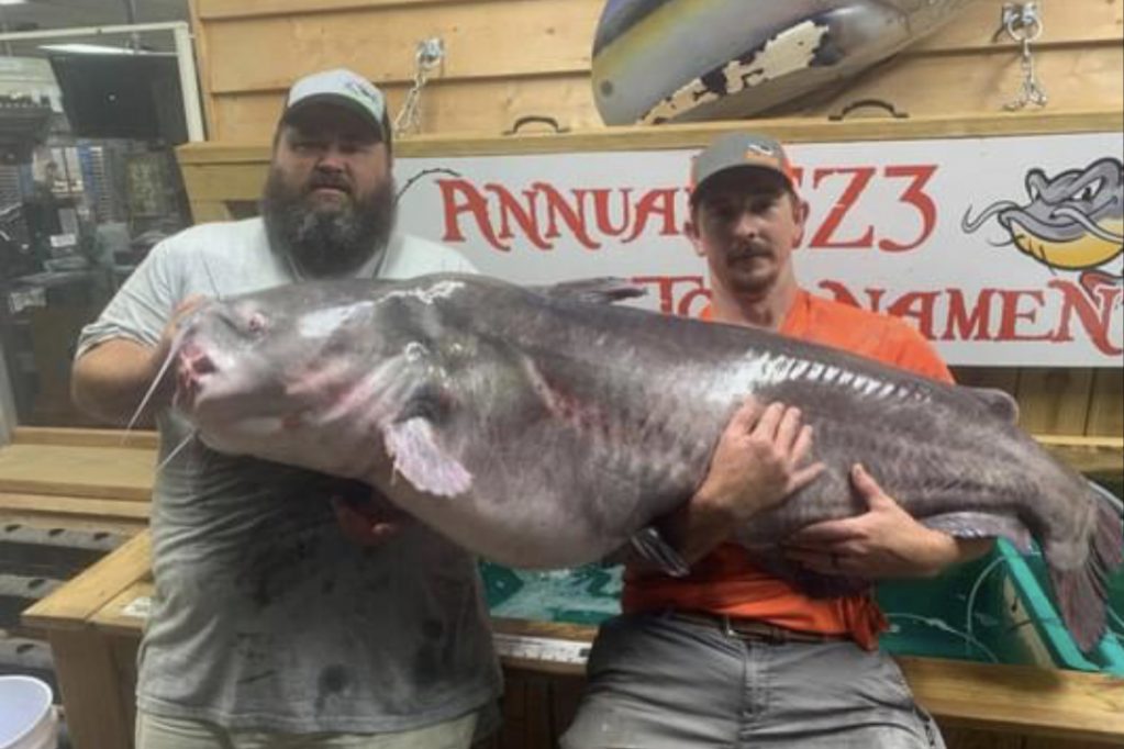 NC state record blue catfish