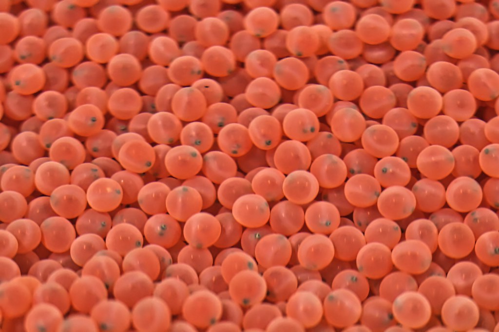 chinook salmon eggs