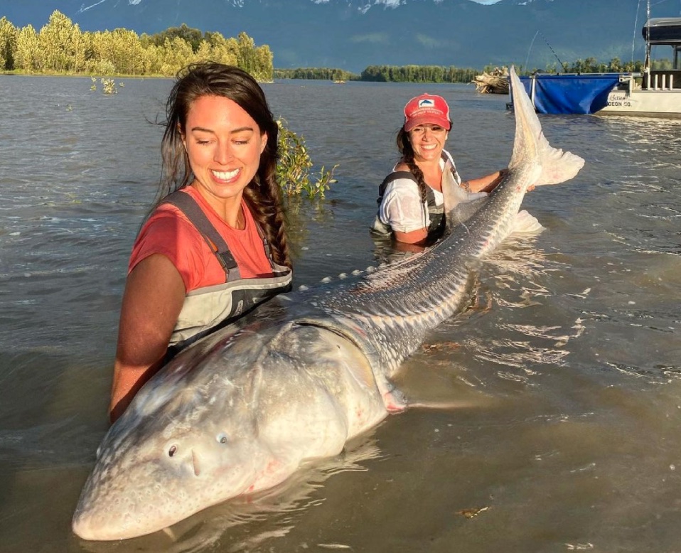 fraser river sturgeon