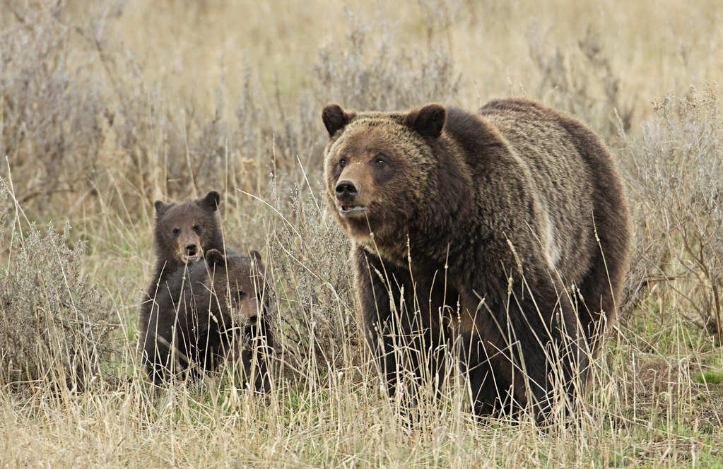 first female grizzly collared