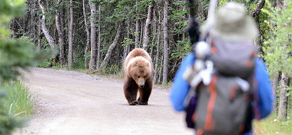 grizzly safety is important in bear country