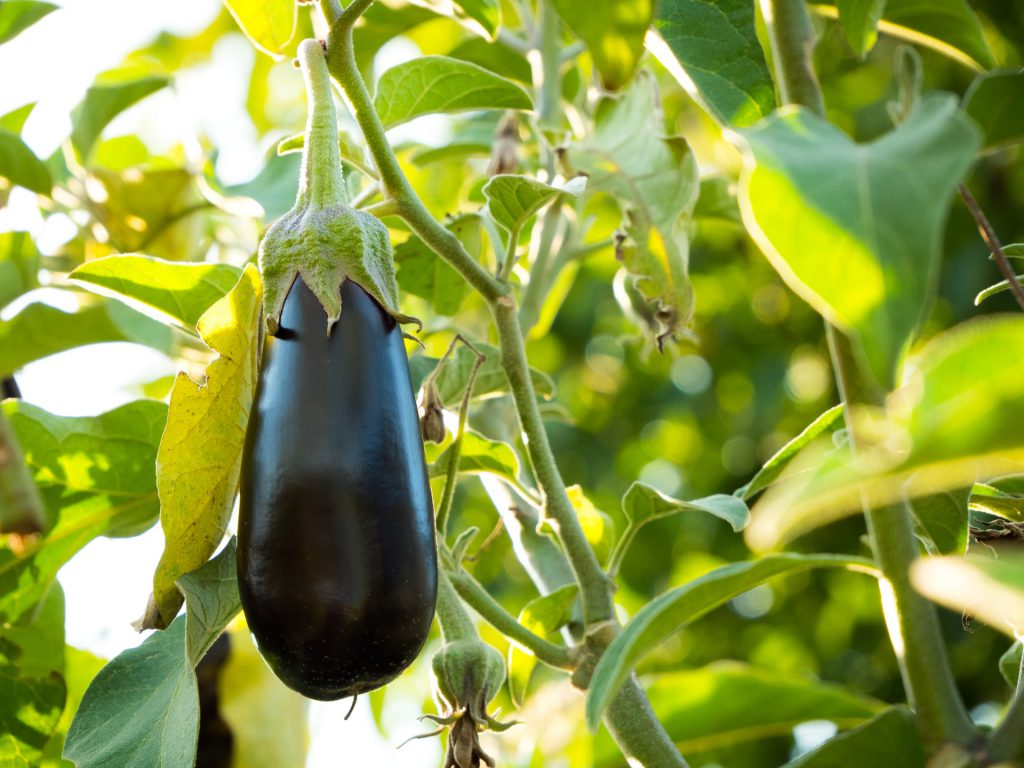 eggplant that's just about ready to pick