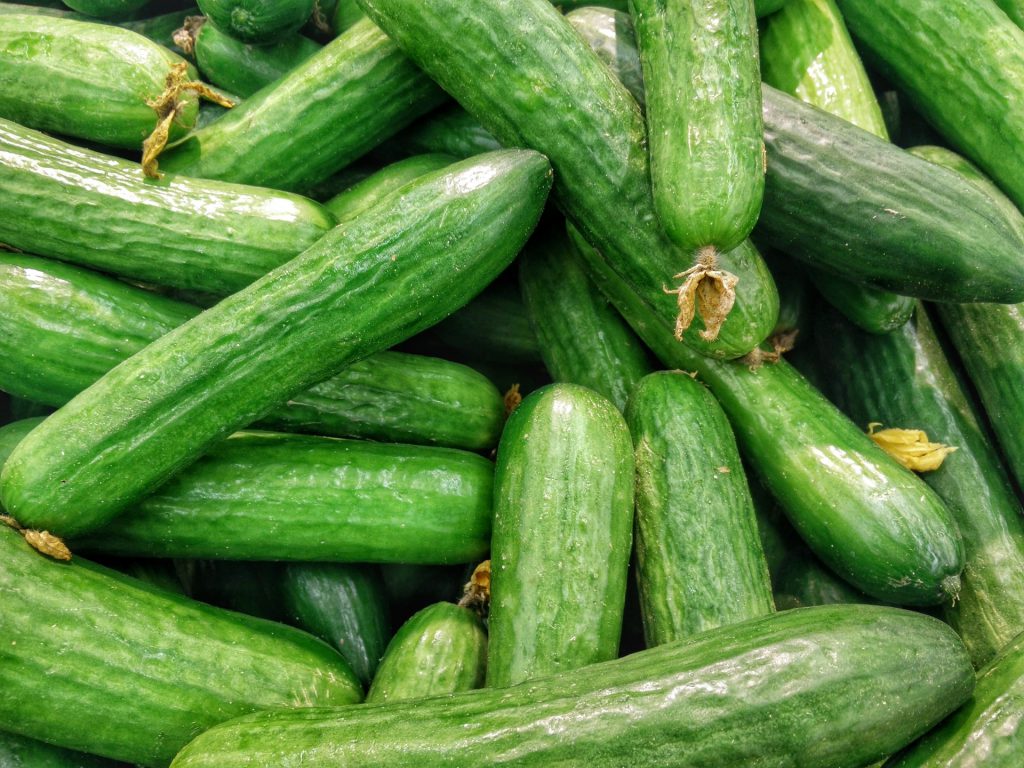 Cucumbers from the vegetable garden