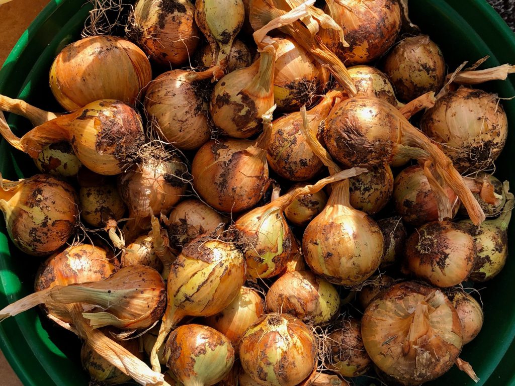 Onions from the vegetable garden