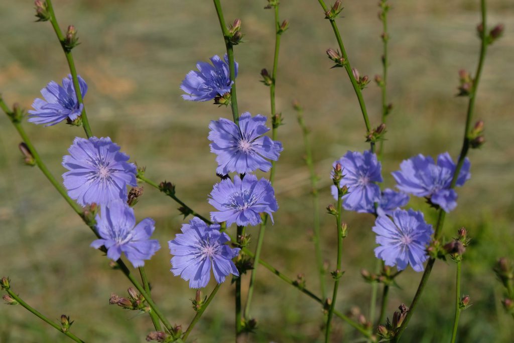 flowers of the chicory plant