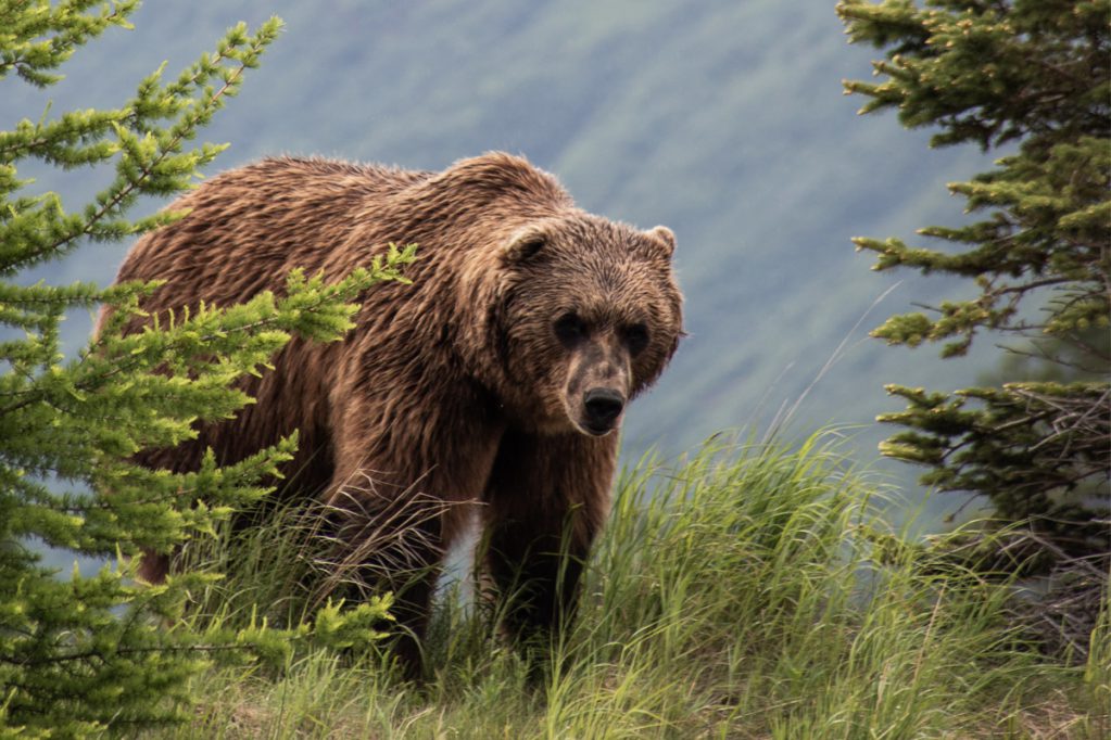 grizzly bear with wet fur