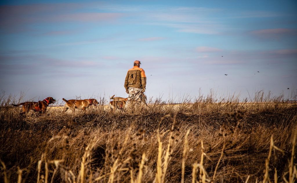 hunter in field with hunting dogs