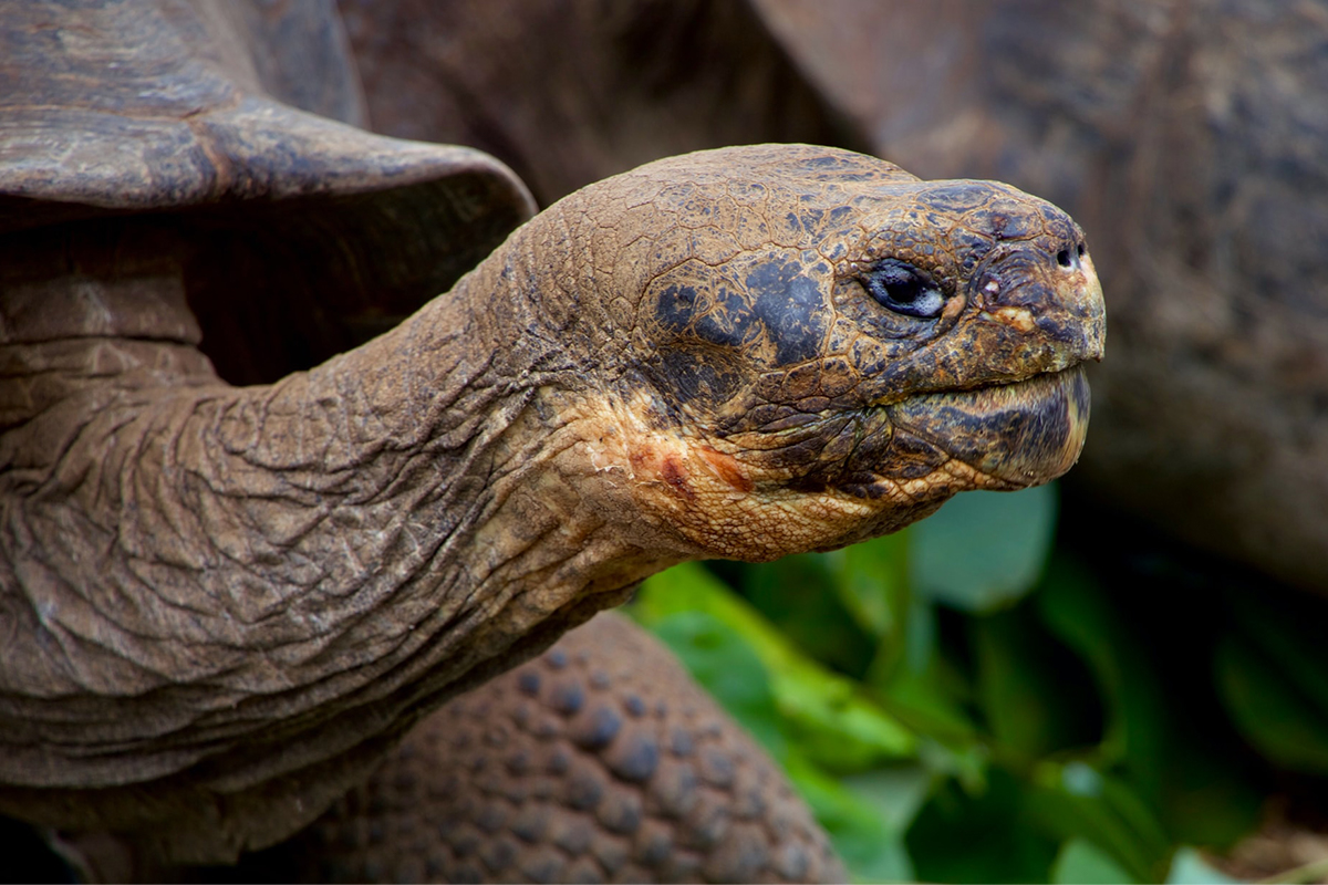 Giant tortoise slow-mo kill