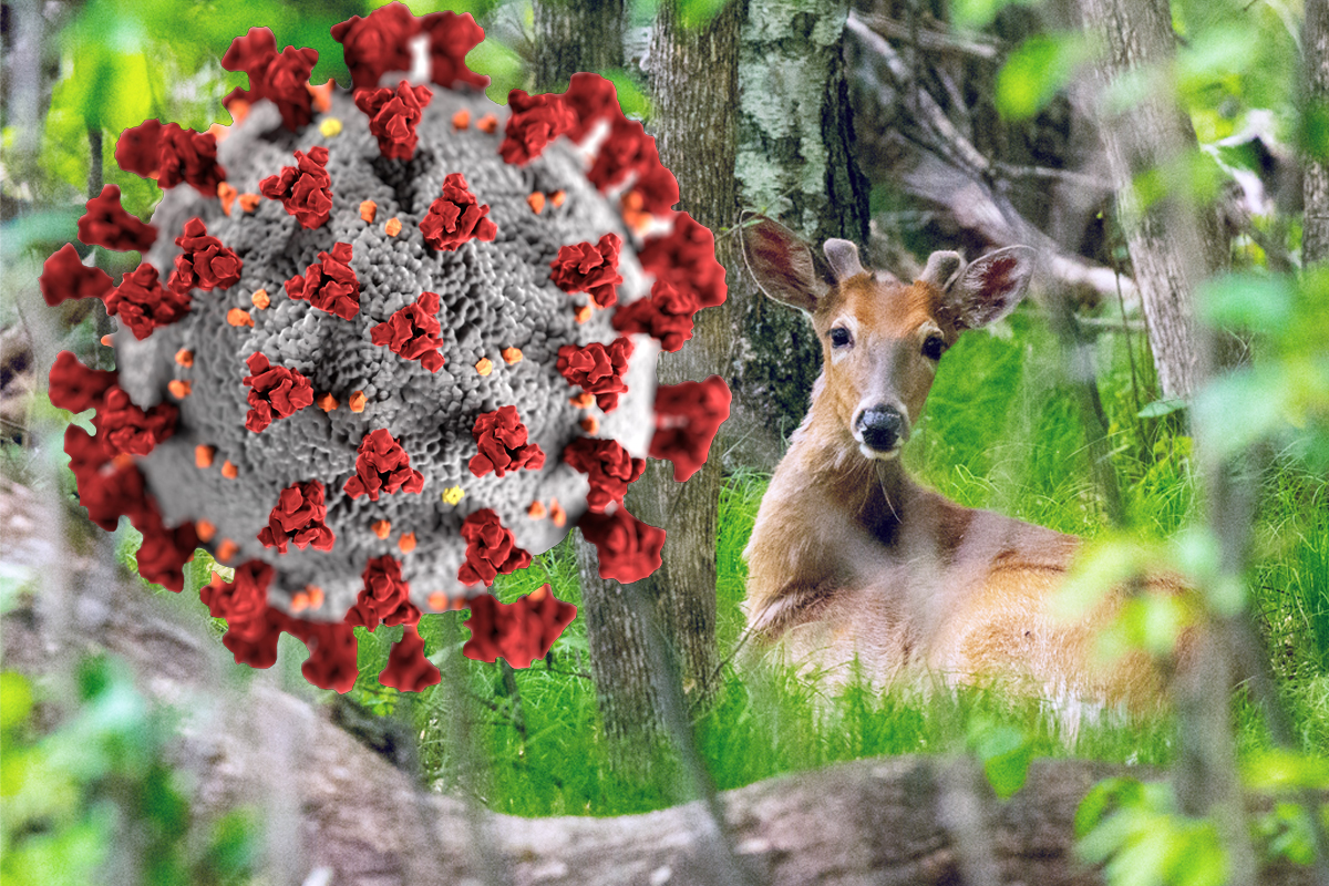 whitetail deer with covid-19 molecule