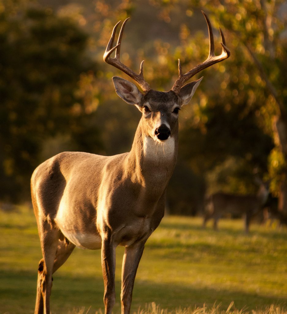 whitetail deer buck